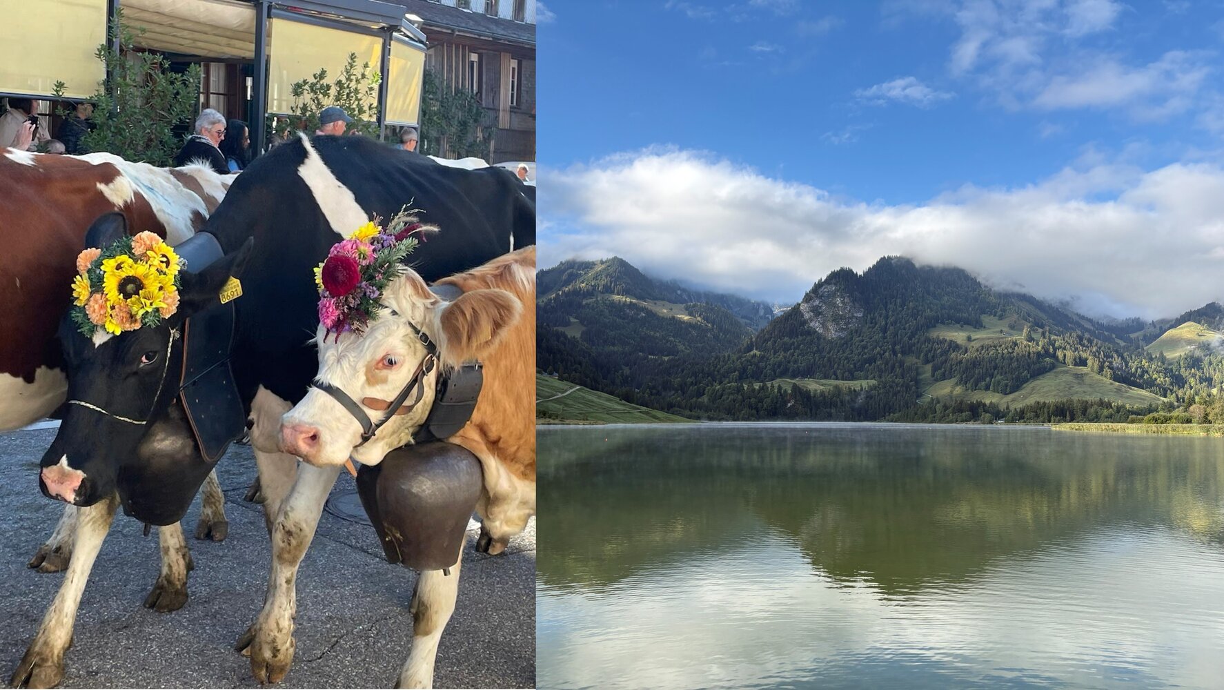 Kühe beim Alpabzug und Landschaft Schwarzsee.